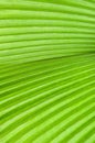 Green Palm Leaf