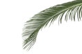 Green palm leaf Royalty Free Stock Photo