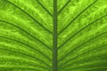 Green palm leaf (2)