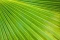 Green palm leaf Royalty Free Stock Photo