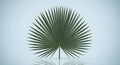 Green palm leaf against a soft blue gradient background with reflection Royalty Free Stock Photo