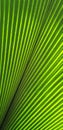 Green palm leaf background Royalty Free Stock Photo