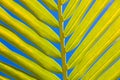 Green palm leaf background Royalty Free Stock Photo