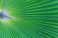 Green palm leaf background Royalty Free Stock Photo