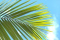 Green palm leaf on a blue sky