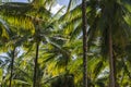 Green palm leaf on blue sky background. Beautiful tropical forest photo. Exotic place for vacation. Summer holiday Royalty Free Stock Photo