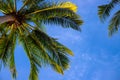 Green palm leaf on blue sky background. Optimistic tropical nature photo. Fluffy palm leaf on wind Royalty Free Stock Photo