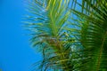 Green palm leaf on blue sky background. Peaceful tropical island abstract photo. Sunny day in exotic place Royalty Free Stock Photo