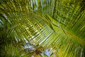 Green palm leaf on blue sky background. Tropical island jungle abstract photo. Sunny day in exotic place