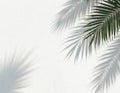 Green palm leaf casts shadow on white textured wall. Sunlight creates tropical pattern overlay. Minimal background for summer Royalty Free Stock Photo