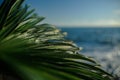 green palm leaf close up on background of the sea in the afternoon Royalty Free Stock Photo