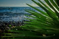 green palm leaf close up on background of the sea in the afternoon Royalty Free Stock Photo