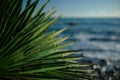 green palm leaf close up on background of the sea in the afternoon Royalty Free Stock Photo