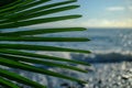 green palm leaf close up on background of the sea in the afternoon Royalty Free Stock Photo