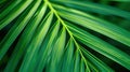 Green palm leaf close-up. Natural background and texture for design. Generative AI. Royalty Free Stock Photo