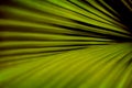 Green palm leaf with diagonal stripes Royalty Free Stock Photo