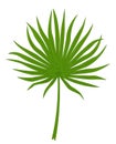 Green palm leaf