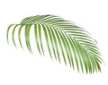 Green Palm leaf isolate is on white background with clipping path, mobile quality Royalty Free Stock Photo