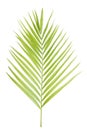 Green palm leaf isolated Royalty Free Stock Photo