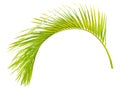 Green palm leaf isolated on white Royalty Free Stock Photo