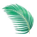 green palm leaf isolated on white background with clipping Royalty Free Stock Photo