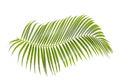 Green palm leaf isolated on white background with clipping path Royalty Free Stock Photo