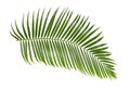 Green palm leaf isolated on white background with clipping path Royalty Free Stock Photo