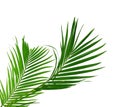 Green palm leaf isolated on white background with clipping path Royalty Free Stock Photo
