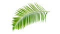 Green palm leaf isolated on white background with clipping path Royalty Free Stock Photo