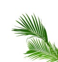 Green palm leaf isolated on white background with clipping path Royalty Free Stock Photo