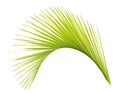 Green palm leaf isolated Royalty Free Stock Photo