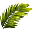 Green palm leaf isolated on white Royalty Free Stock Photo