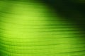 Green palm leaf. Light and shadow nature background