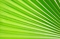 Green palm leaf pattern background Royalty Free Stock Photo