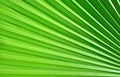 Green palm leaf pattern background Royalty Free Stock Photo