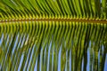 Green palm leaf pattern on blue sky background. Tropical island nature photo. Sunny day in exotic place Royalty Free Stock Photo