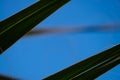 Green palm leaf with pointy edges Royalty Free Stock Photo