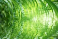 Green palm leaf reflects in water ripple Royalty Free Stock Photo