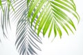 Green palm leaf and shadow on a white background
