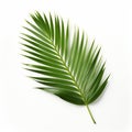 Photorealistic Rendering Of A Palm Leaf On White Background