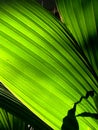 Green palm leaf Royalty Free Stock Photo