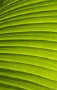 Green palm leaf texture 01 Royalty Free Stock Photo