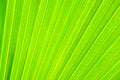 Green palm leaf texture background Royalty Free Stock Photo