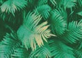 Green Palm Leaf Texture Background Tropical Forest Tone Concept. Royalty Free Stock Photo