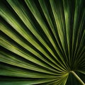 Green Palm Leaf Texture Closeup Background for Natural Design Elements and Tropical Themed Projects Royalty Free Stock Photo