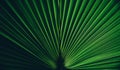Green palm leaf texture. Symmetry nature background with botanical tropical pattern. Dark and light abstract shadow plant