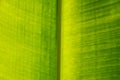 Green palm leaf texture with veins Royalty Free Stock Photo