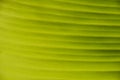 Green palm leaf texture with veins Royalty Free Stock Photo