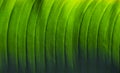 Green palm leaf texture with veins Royalty Free Stock Photo
