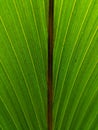 Green palm leaf texture, young coconut tree